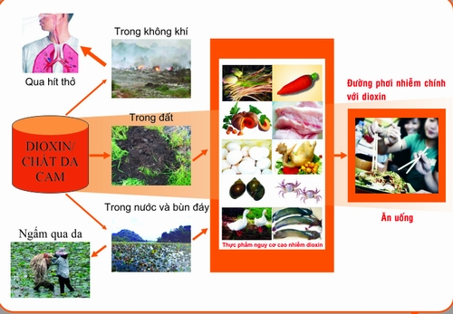 Các con đường phơi nhiễm dioxin.